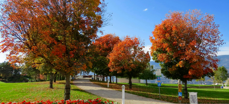 trees in the best times of year to move in southern California