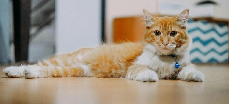 An Orange Tabby Cat Lying on the Floor