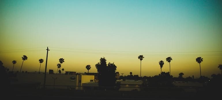 Silhouette of Trees Outdoors