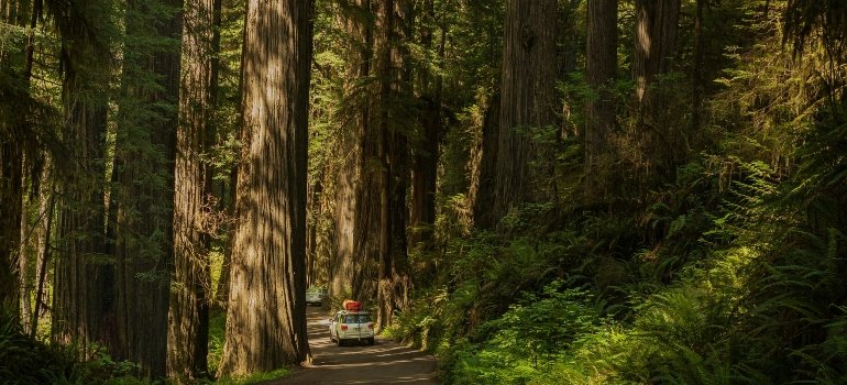 Photo of a Forest Road