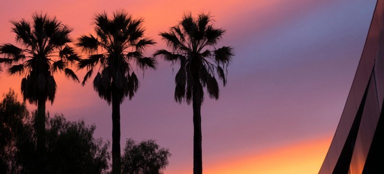 ChatGPT said:Low angle view of three palm trees during sunset, representing a Santa Clarita moving company serving the local community.