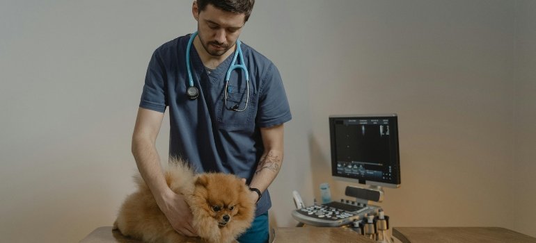 A vet holding a cute Pomeranian, representing moving with pets and the importance of proper care during relocation.