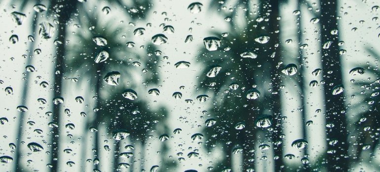 Silhouette of Trees during rain